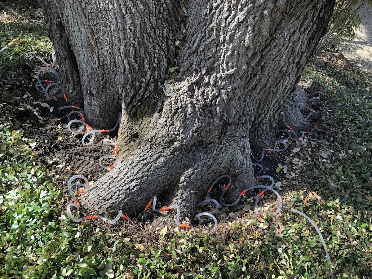 Detailed Tree Cabling and Bracing job site in Rices Landing