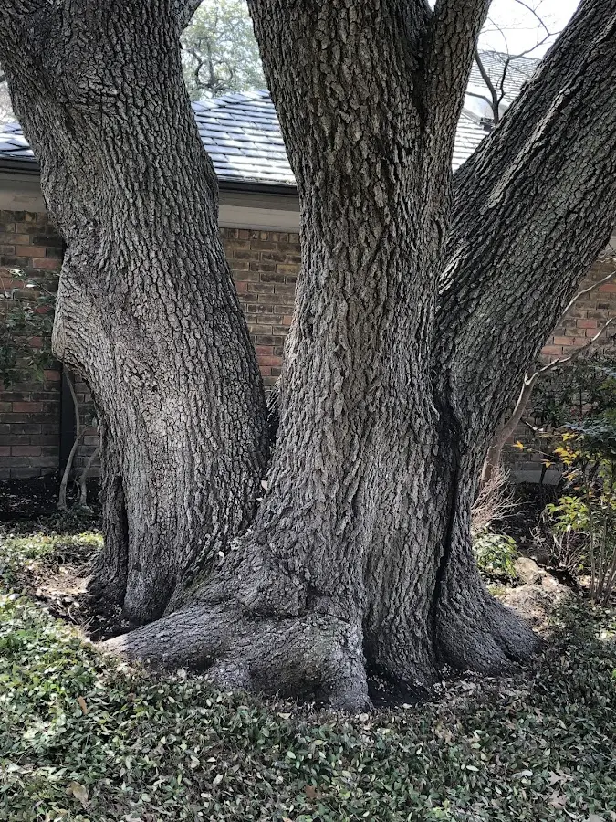 Mature heritage tree close to a Rices Landing property cared for by certified arborists